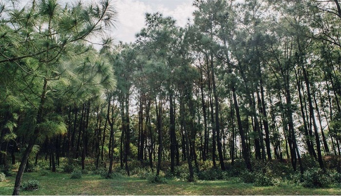 Cảnh quan ở rừng thông Bồ Bồ