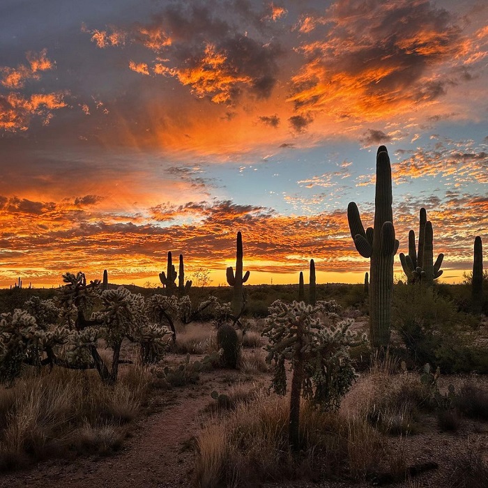 Sa mạc Sonoran là sa mạc đẹp trên thế giới vẫn có sự sống sinh sôi