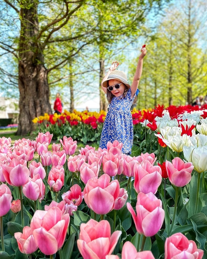 Keukenhof là vườn hoa tulip đẹp trên thế giới rộng 32 ha