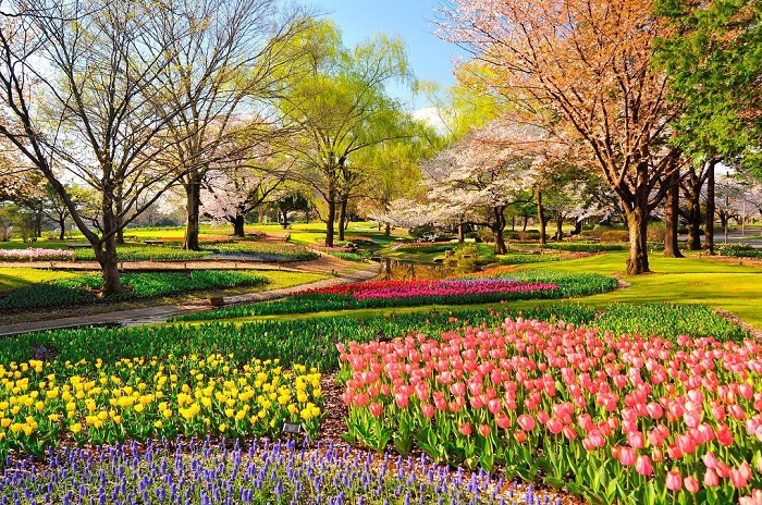 Công viên Showa Kinen là nơi có vườn hoa tulip trên thế giới tuyệt đẹp