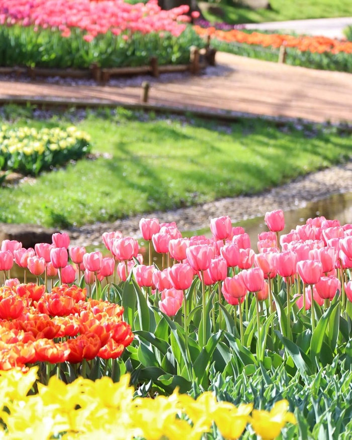 Công viên Showa Kinen là nơi có vườn hoa tulip trên thế giới đủ sắc màu rực rỡ
