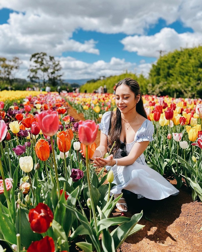 Vườn hoa tulip Tesselaar là vườn hoa tulip trên thế giới thu hút đông du khách ghé thăm