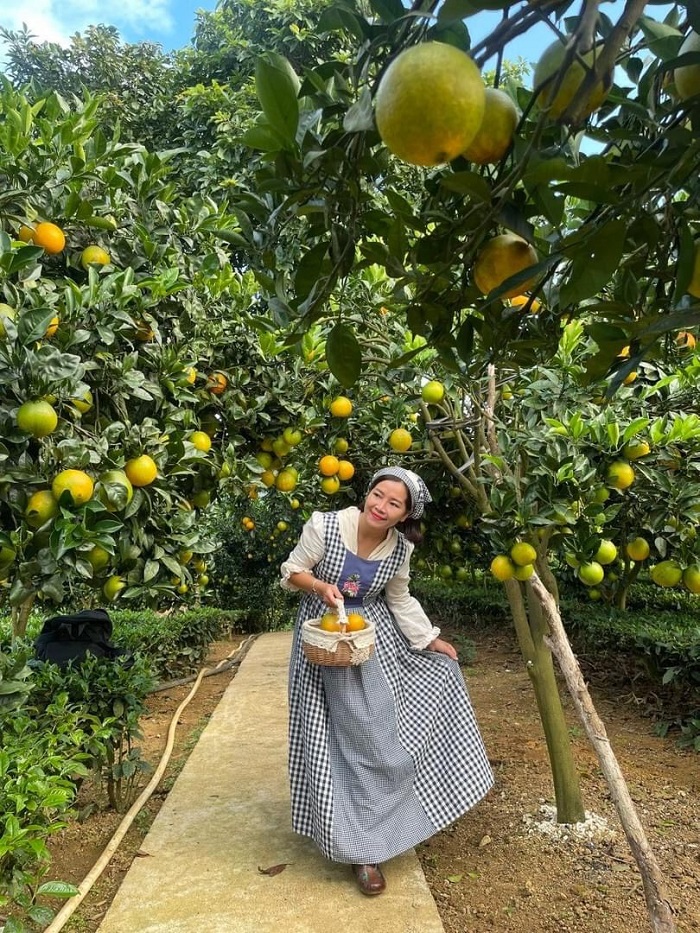 Xã Phiêng Luông Mộc Châu còn có vườn cam nổi tiếng