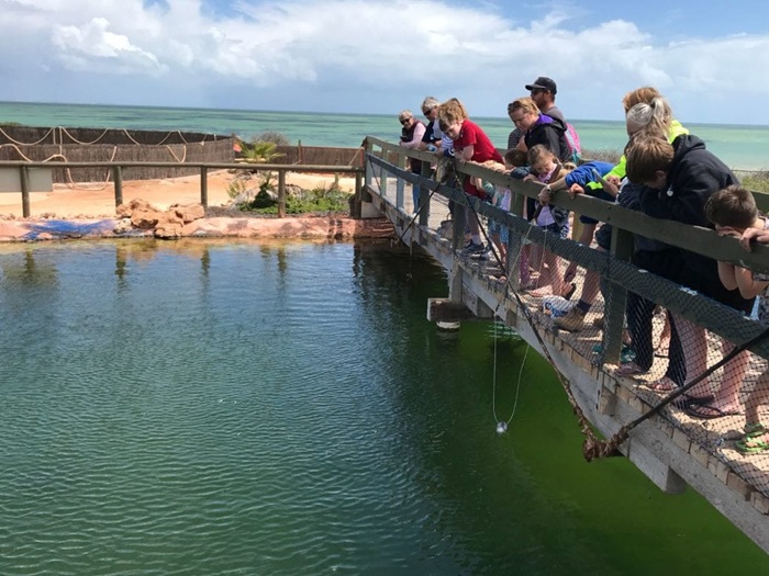 Tham quan thủy cung Ocean Park là hoạt động thú vị ở vịnh Shark, Úc