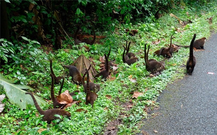 Công viên quốc gia Diria là địa điểm và hoạt động gần khu bảo tồn động vật hoang dã Ostional 