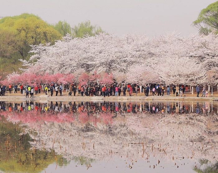 Công viên Yuyuantan là điểm ngắm hoa anh đào ở châu Á nổi tiếng