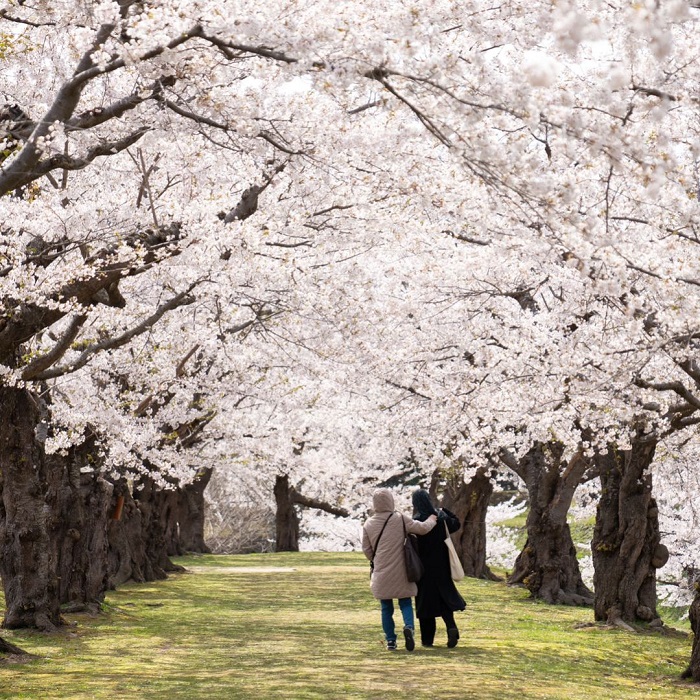 Công viên Goryokaku là điểm ngắm hoa anh đào ở châu Á vô cùng lãng mạn