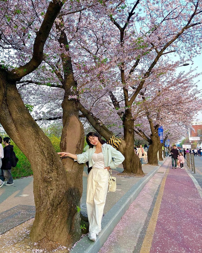 Con đường Yunjungno là điểm ngắm hoa anh đào ở châu Á thu hút du khách