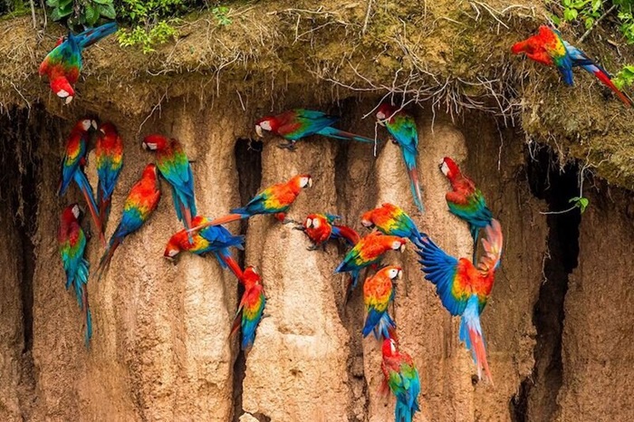 Khu bảo tồn quốc gia Tambopata