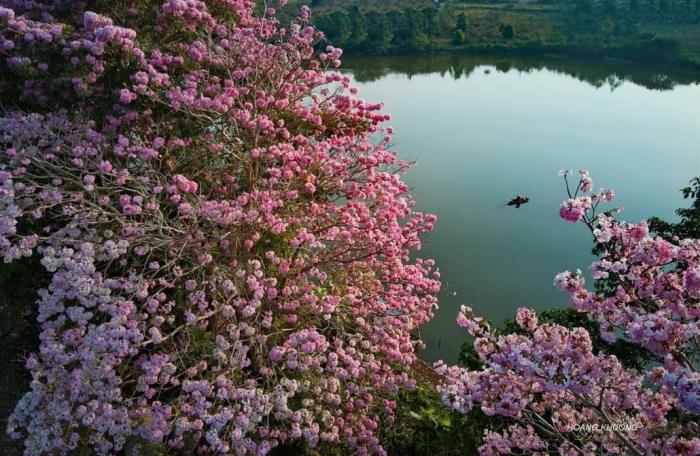  Địa điểm ngắm mùa hoa kèn hồng Bảo Lộc 