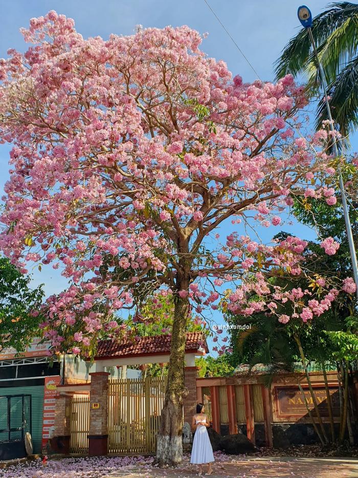  Địa điểm ngắm mùa hoa kèn hồng Bảo Lộc 