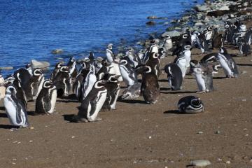 Đảo Magdalena Chile: nơi ngắm nhìn những chú chim cánh cụt dễ thương