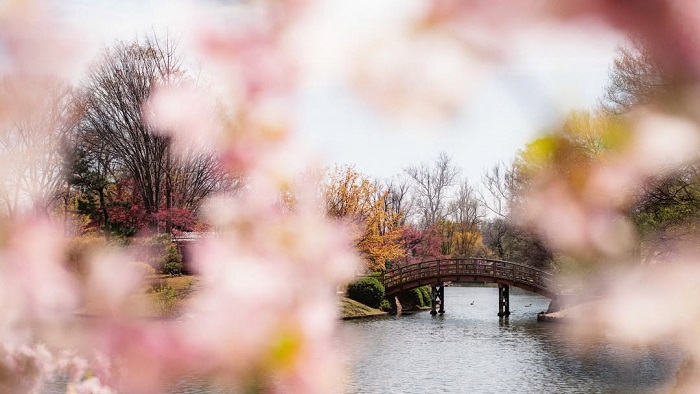 Missouri Botanical Garden là vườn hoa thủy tiên đẹp nhất thế giới và trồng nhiều loài hoa khác nhau