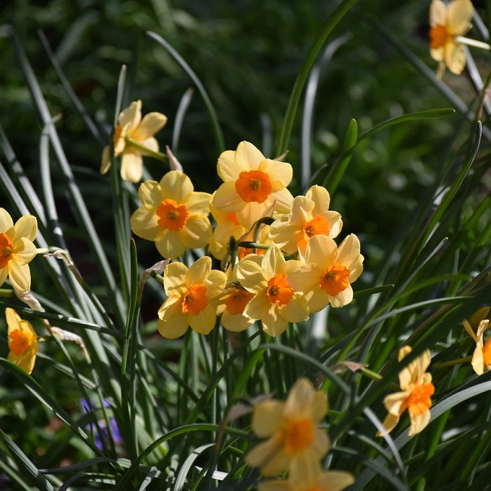 Missouri Botanical Garden là vườn hoa thủy tiên đẹp nhất thế giới nằm ở Mỹ