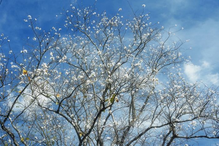 mùa hoa ban Đà Lạt 