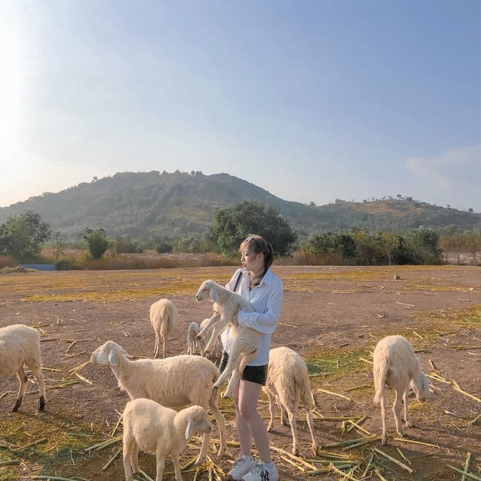  địa điểm du lịch Nghệ An - đồi cừu Yên Thành