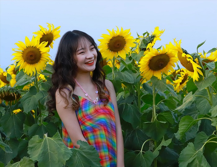 địa điểm du lịch Nghệ An- cánh đồng hoa hướng dương