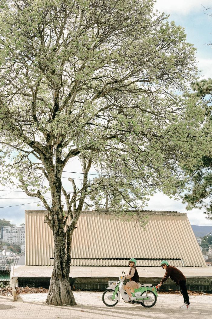 mùa hoa ban Đà Lạt  đường Trần Phú