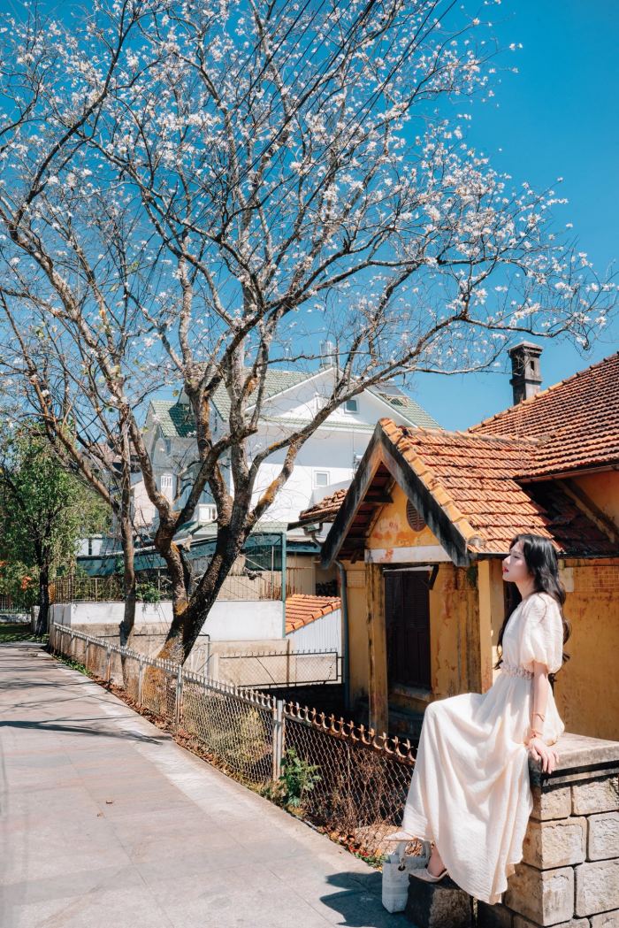 mùa hoa ban Đà Lạt 