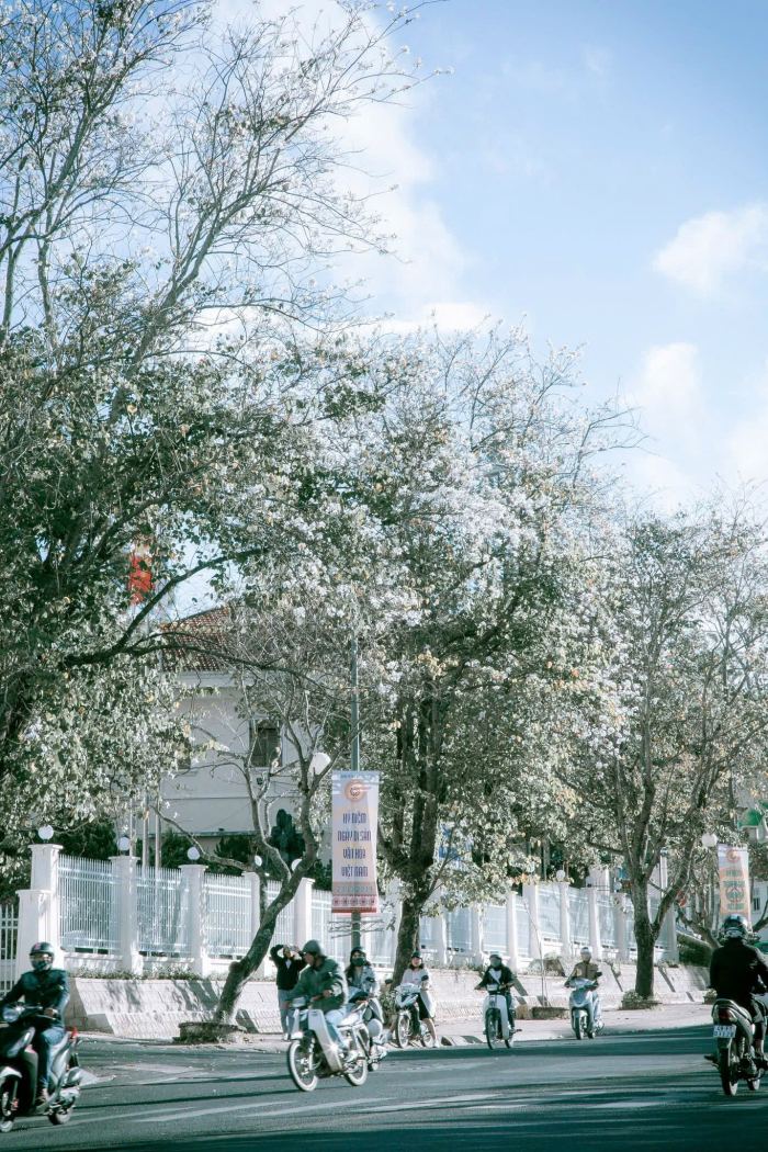 mùa hoa ban Đà Lạt  đường QT