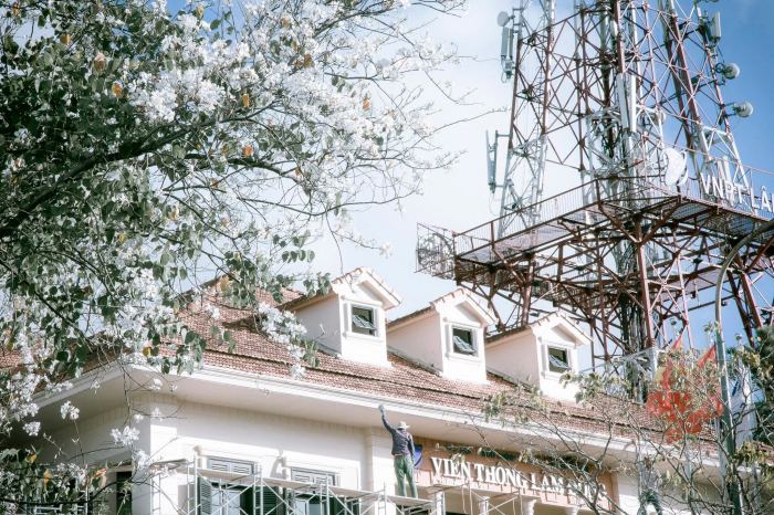 mùa hoa ban Đà Lạt  đường QT