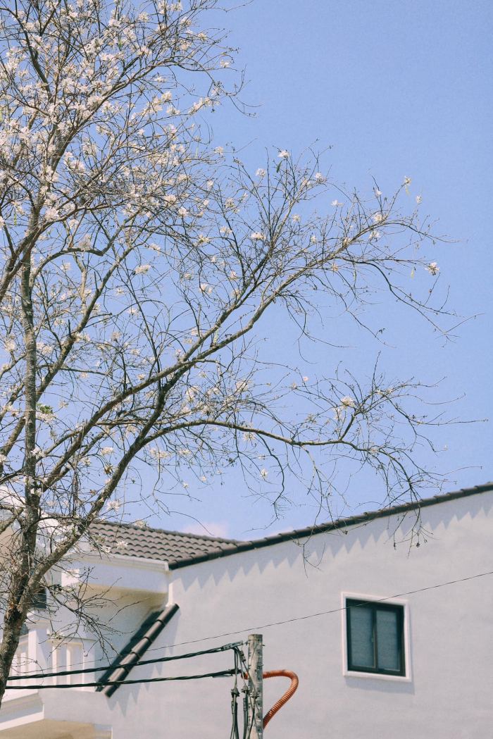 mùa hoa ban Đà Lạt 