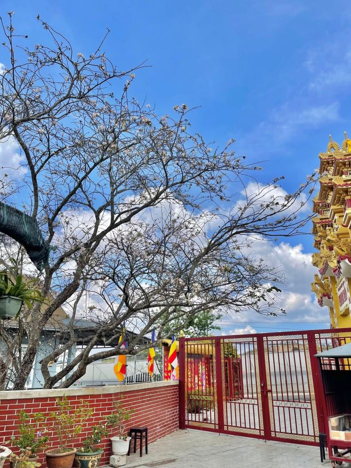 mùa hoa ban Đà Lạt chùa Linh Bảo