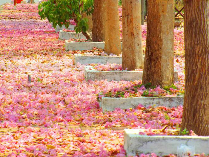 The road of Soc Trang roses 13