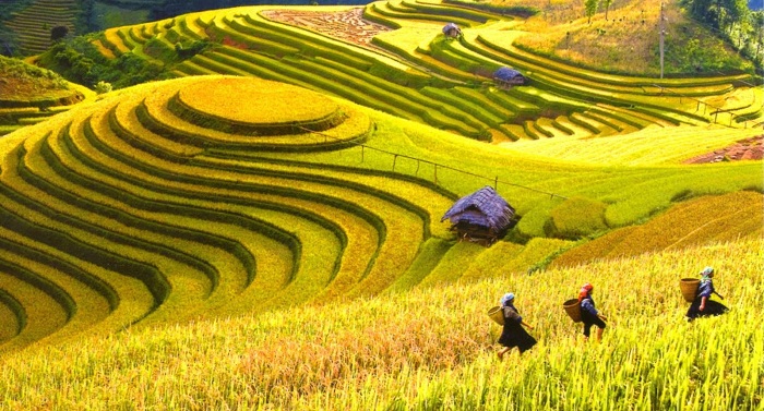 Experience to travel to Hoang Su Phi in the season of ripe rice