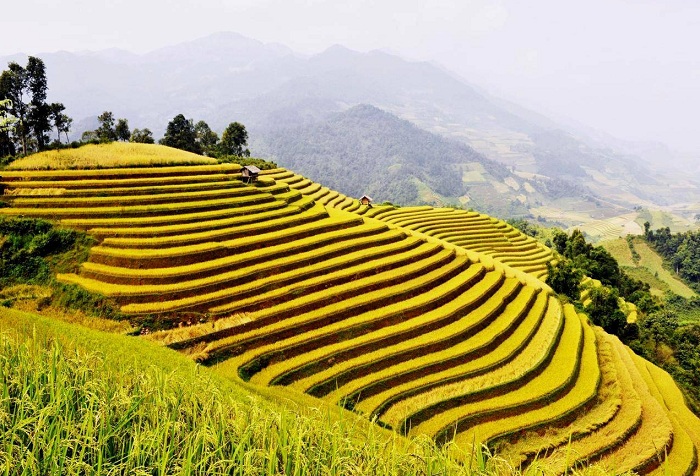 Hoang Su Phi tourism ripe rice season with enchanting beauty