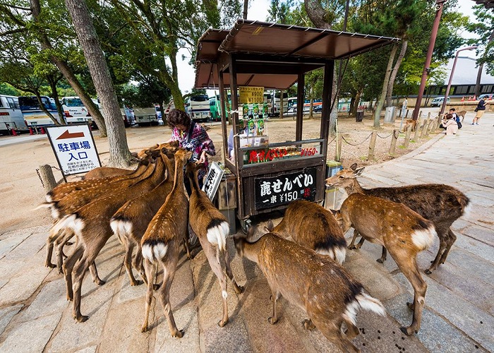 đảo miyajima Nhật Bản