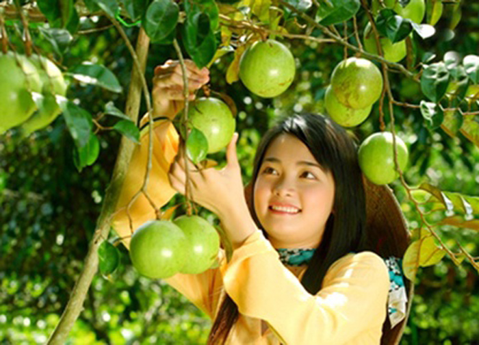 Miệt vườn trái cây Vĩnh Kim 2
