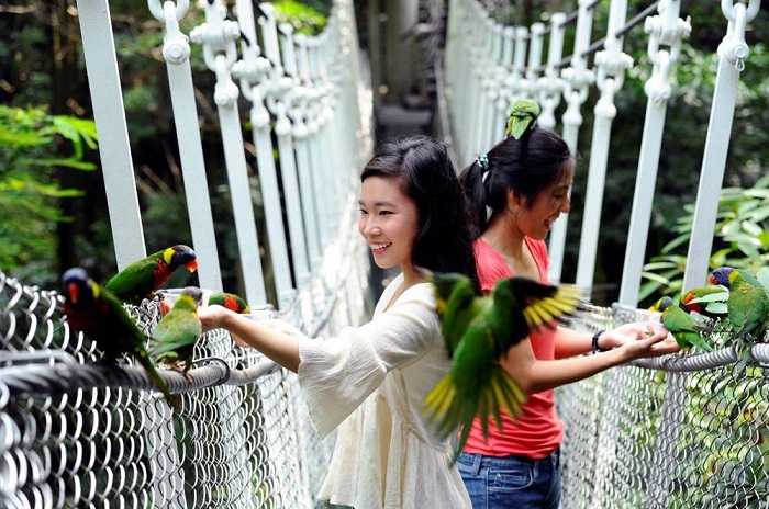 Vườn chim Jurong Singapore - ngôi nhà của những loài chim quý