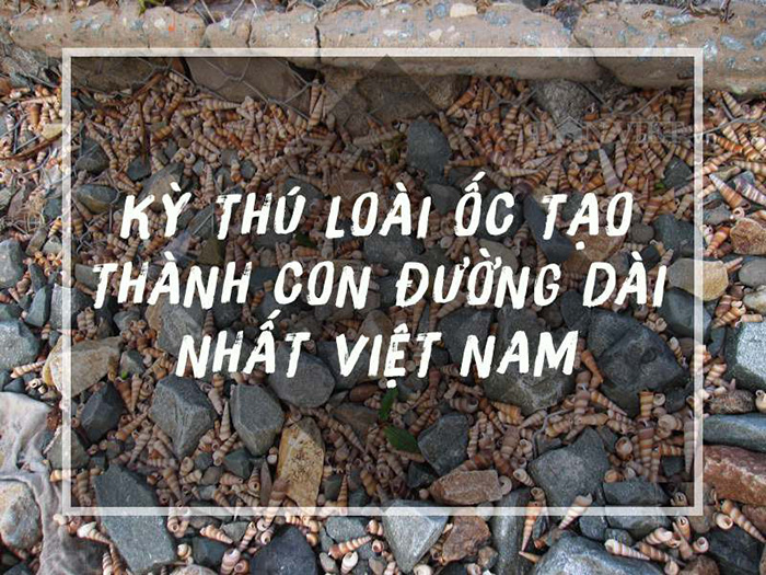 Khám phá con đê ốc viết dài nhất Việt Nam