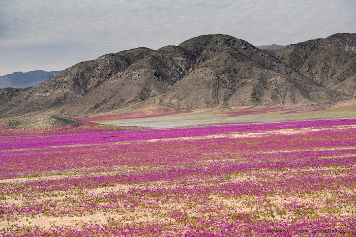 Sa mạc Atacama khô cằn nhất thế giới