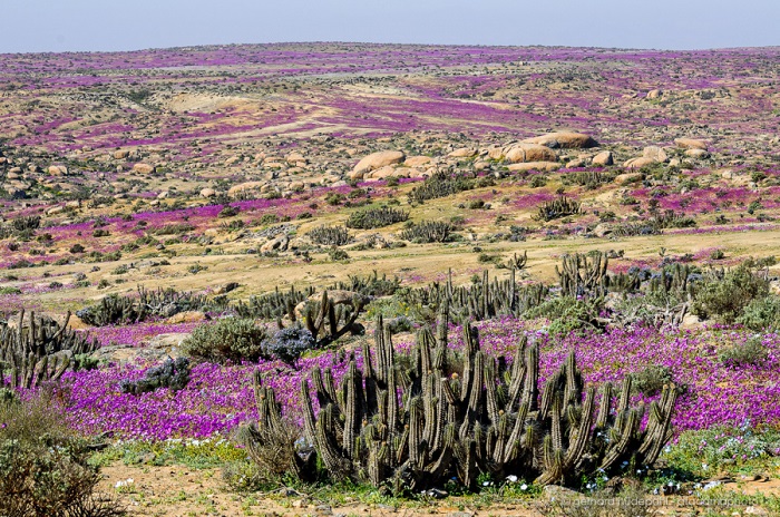 Sa mạc Atacama khô cằn nhất thế giới