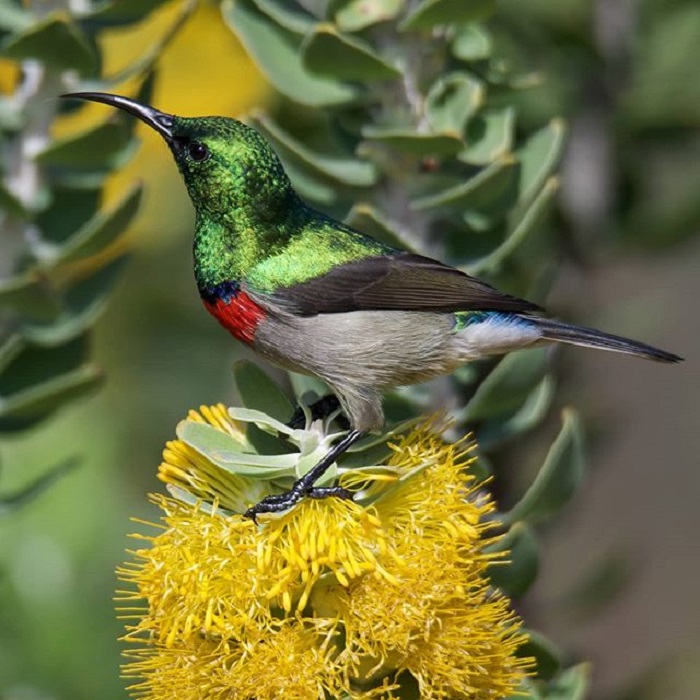 Vườn bách thảo quốc gia Kirstenbosch Nam Phi - lạc vào xứ sở thần tiên đầy màu sắc 