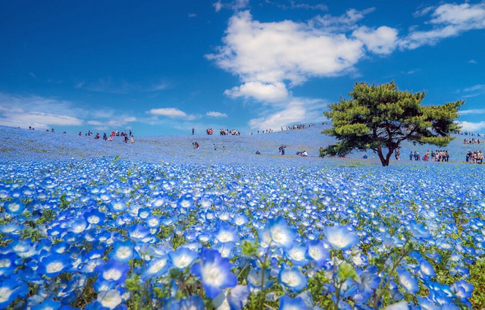 Vườn hoa Hitachi Nhật Bản
