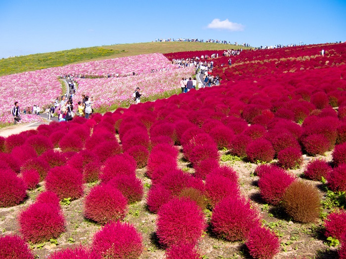 Vườn hoa Hitachi Nhật Bản