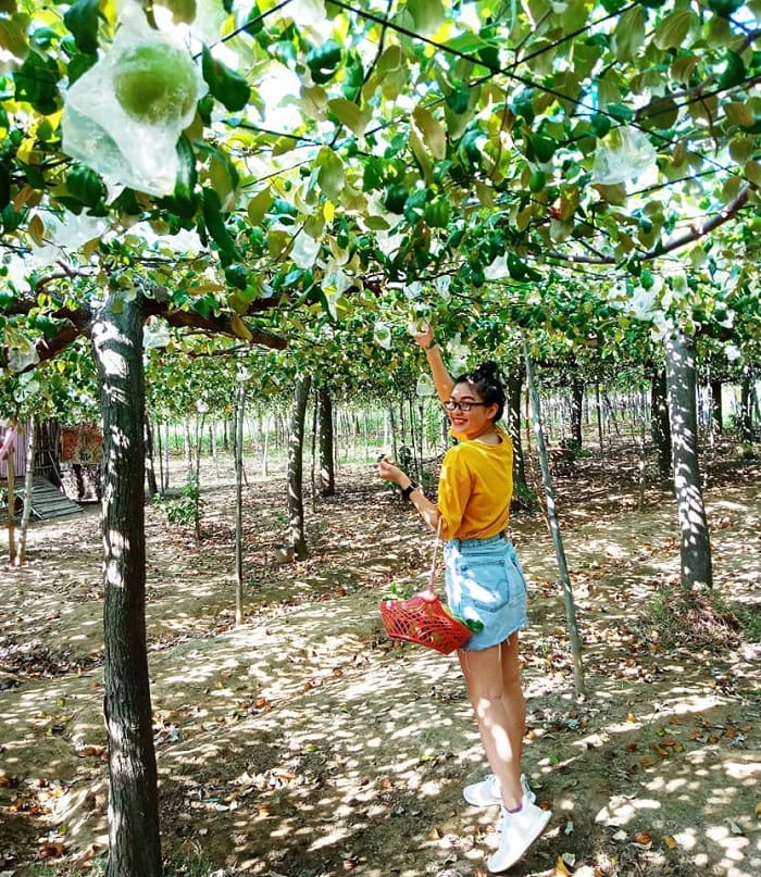 'Breaking the island' of 5 famous Ninh Thuan fruit gardens