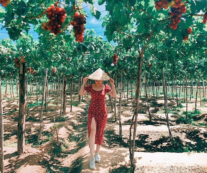 'Phá đảo' 5 vườn trái cây Ninh Thuận nổi tiếng