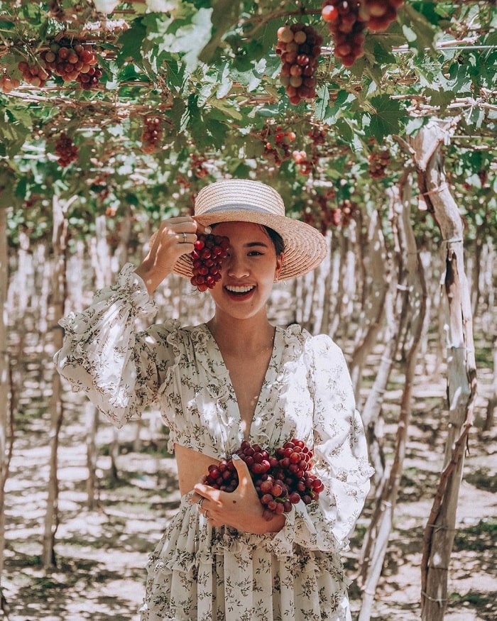 'Phá đảo' 5 vườn trái cây Ninh Thuận nổi tiếng