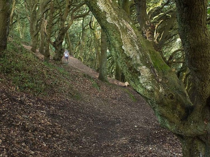 Mawnan Wood - Những địa điểm huyền bí ở Anh