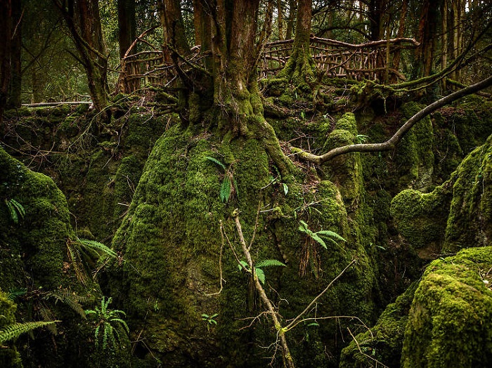 Những cây cổ thụ trong rừng Puzzlewood - Những địa điểm huyền bí ở Anh