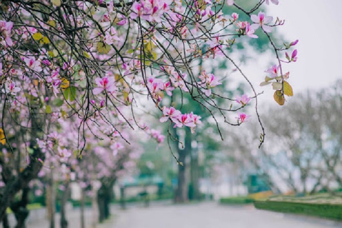 Du lịch Hà Nội mùa nào đẹp nhất? Mùa xuân - Thời điểm du lịch lý tưởng ở Hà Nội