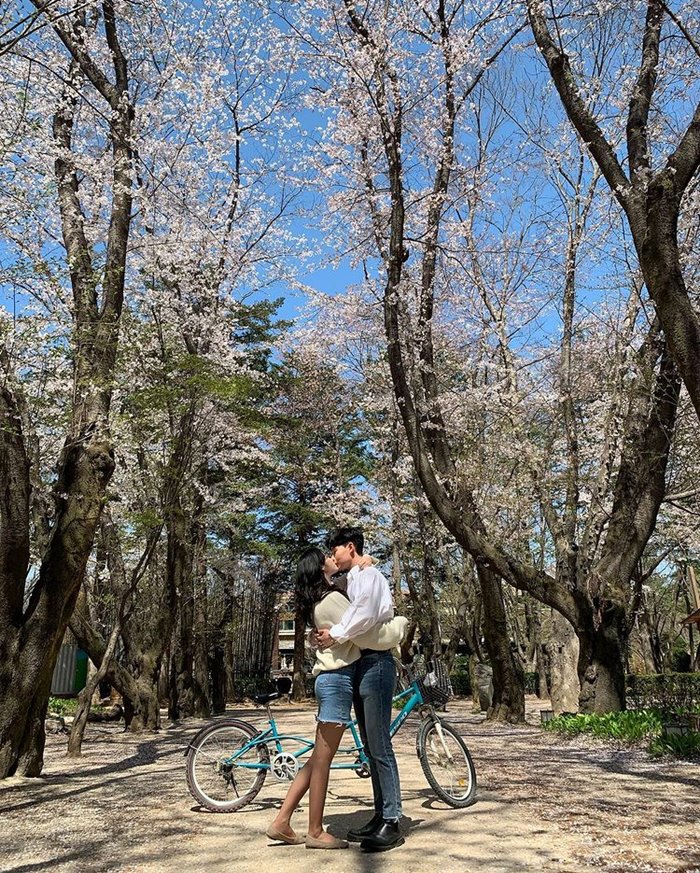 Nami địa điểm ngắm hoa anh đào đẹp ở Hàn Quốc