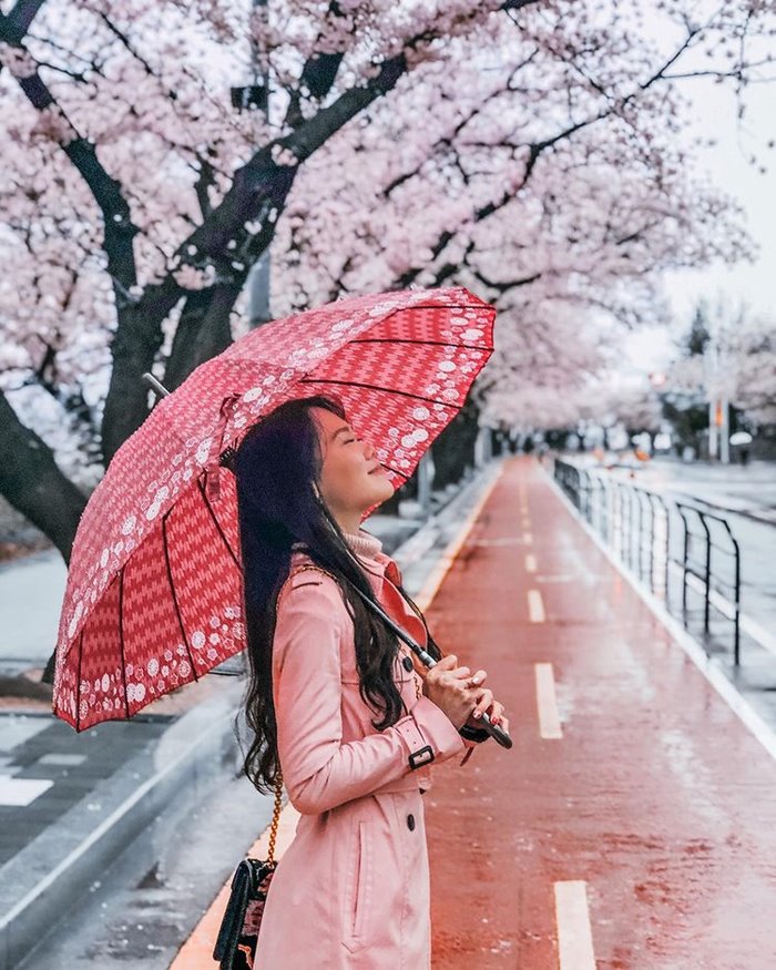 Yeouido beautiful cherry blossom viewing spot in Korea