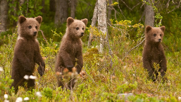 Loài gấu trong Rừng Taiga hoang dã  công viên quốc gia đẹp nhất Châu Âu