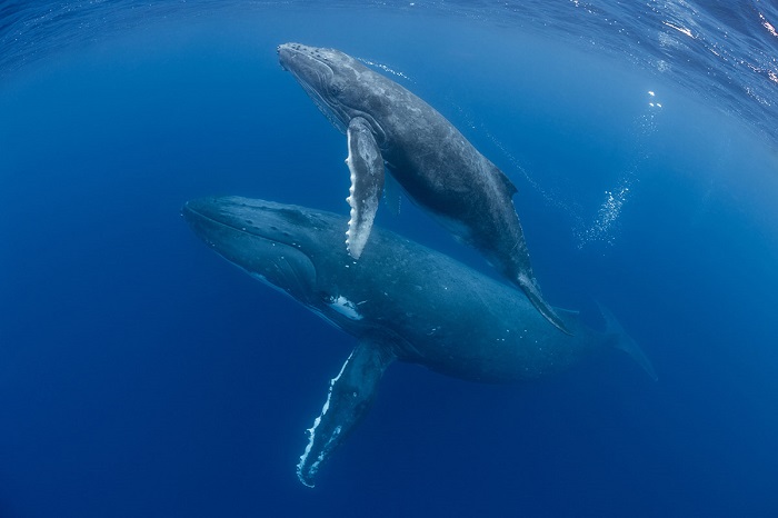 Xem cá voi Du lịch Los Cabos Mexico