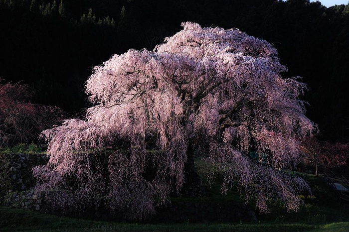 Vẻ đẹp của cây anh đào Matabei Zakura